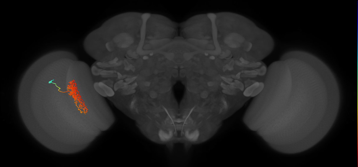 Tm23_L (MaleCNS:40981)