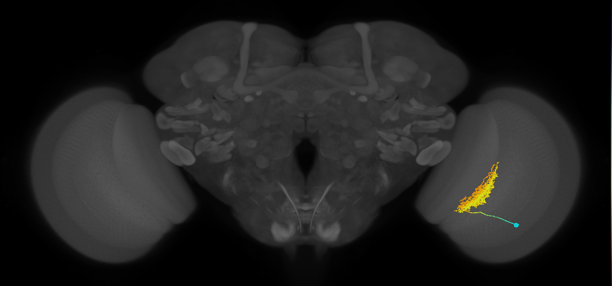Tm23_R (MaleCNS:26458)