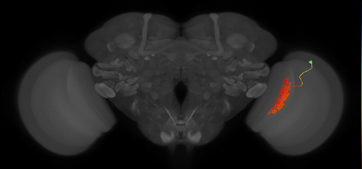 Tm23_R (MaleCNS:30810)