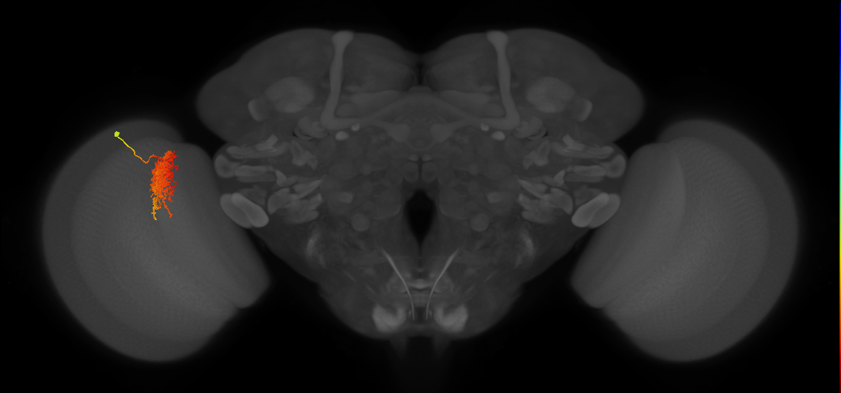 Tm23_L (MaleCNS:40412)