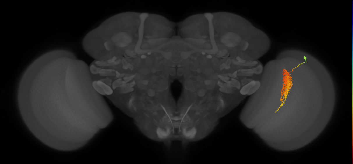 Tm23_R (MaleCNS:38150)