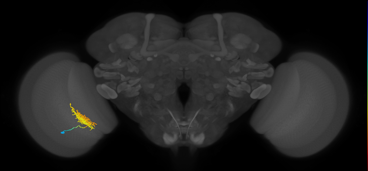 Tm23_L (MaleCNS:42901)