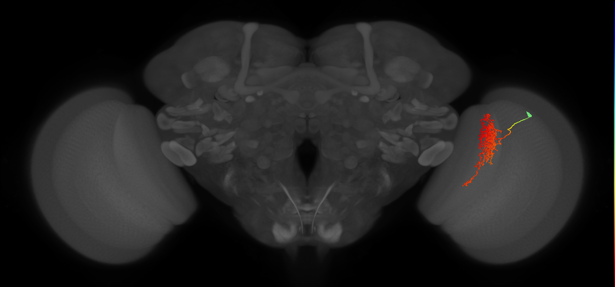 Tm23_R (MaleCNS:38018)
