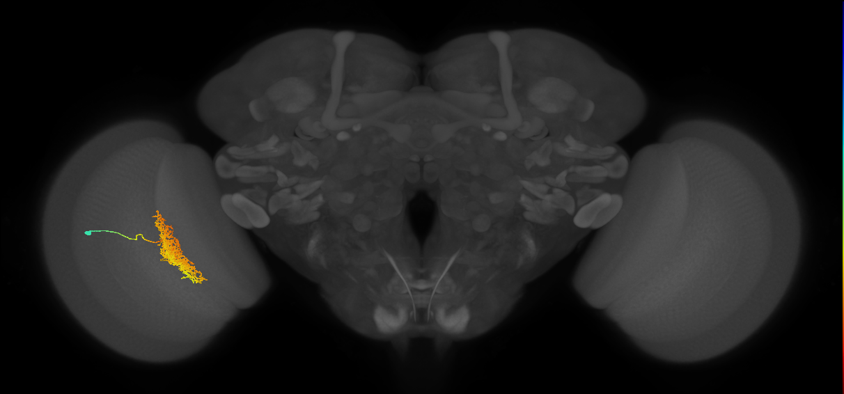 Tm23_L (MaleCNS:36077)