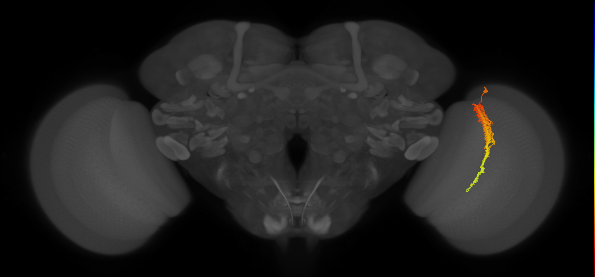 Tm23_R (MaleCNS:31722)
