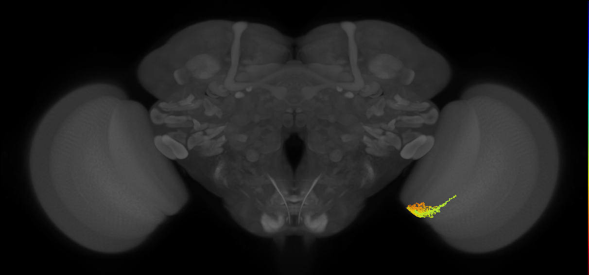 Tm23_R (MaleCNS:53658)