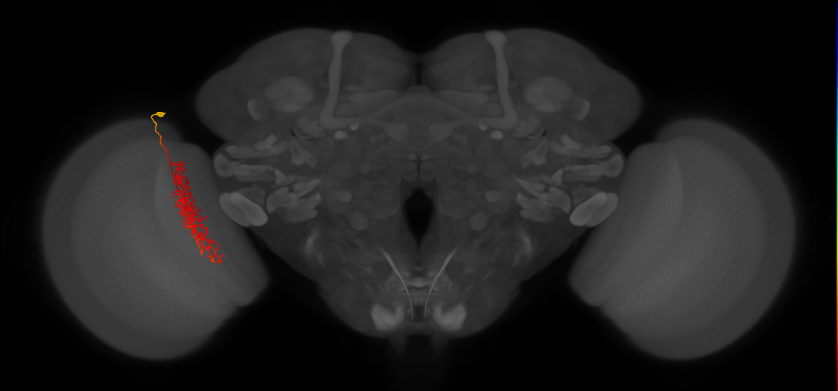Tm23_L (MaleCNS:108972)