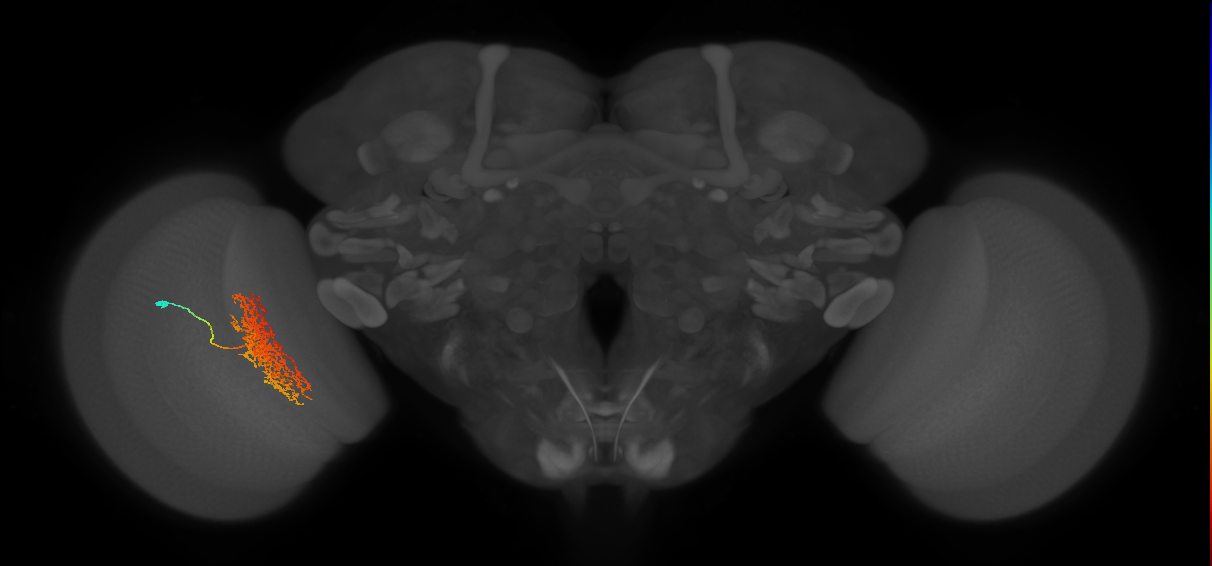 Tm23_L (MaleCNS:34745)