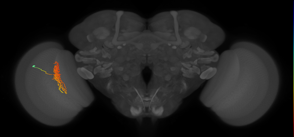 Tm23_L (MaleCNS:535353)