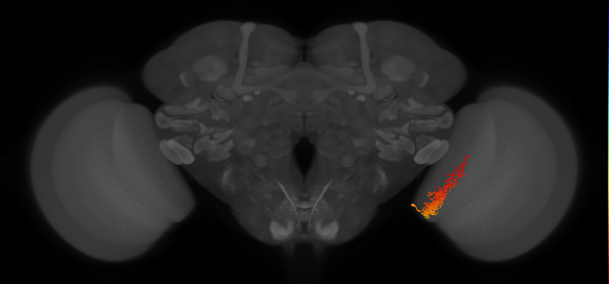 Tm23_R (MaleCNS:48827)