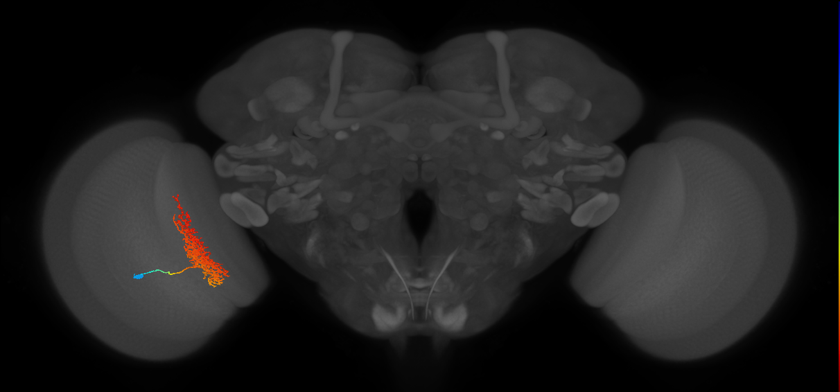 Tm23_L (MaleCNS:51863)