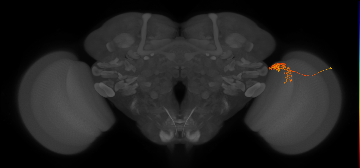 Tm24_R (MaleCNS:55327)