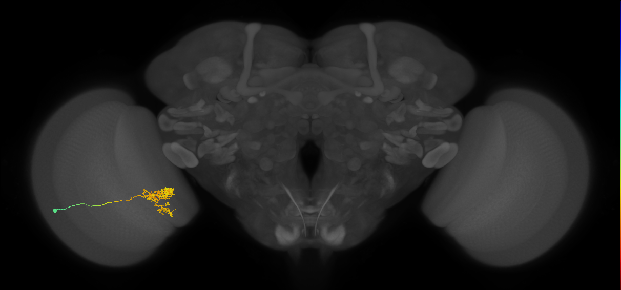 Tm24_L (MaleCNS:539797)
