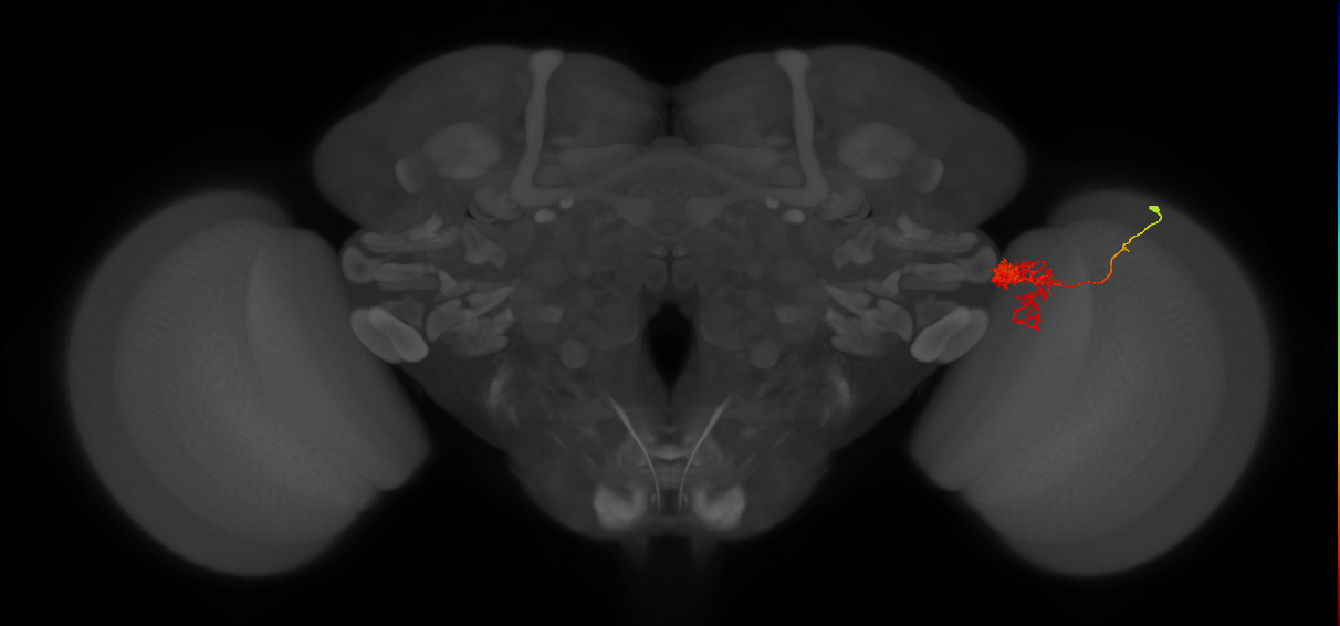 Tm24_R (MaleCNS:57456)