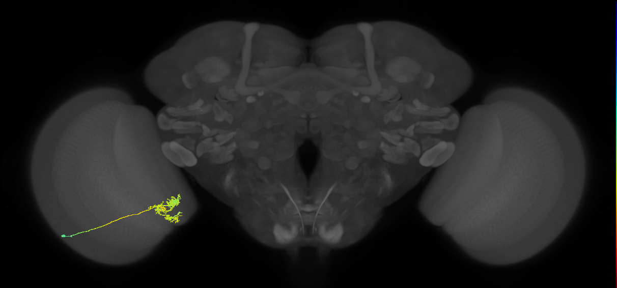 Tm24_L (MaleCNS:517891)