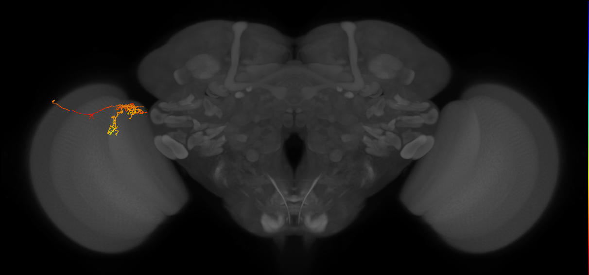 Tm24_L (MaleCNS:75975)