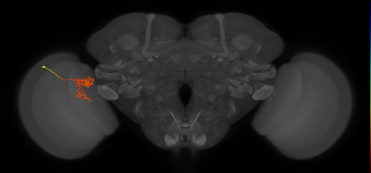 Tm24_L (MaleCNS:529629)