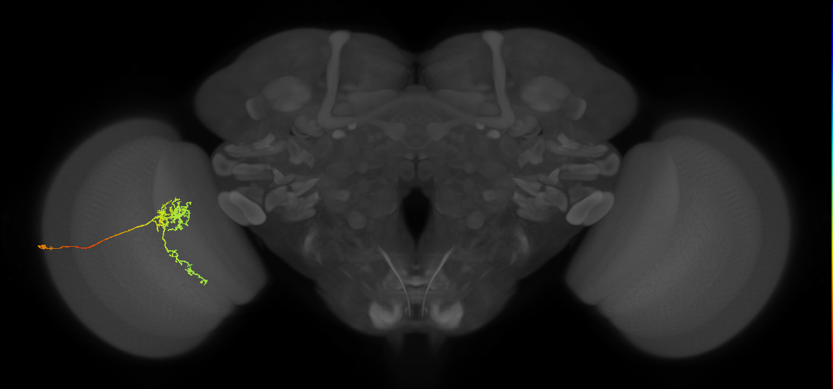 Tm24_L (MaleCNS:73827)
