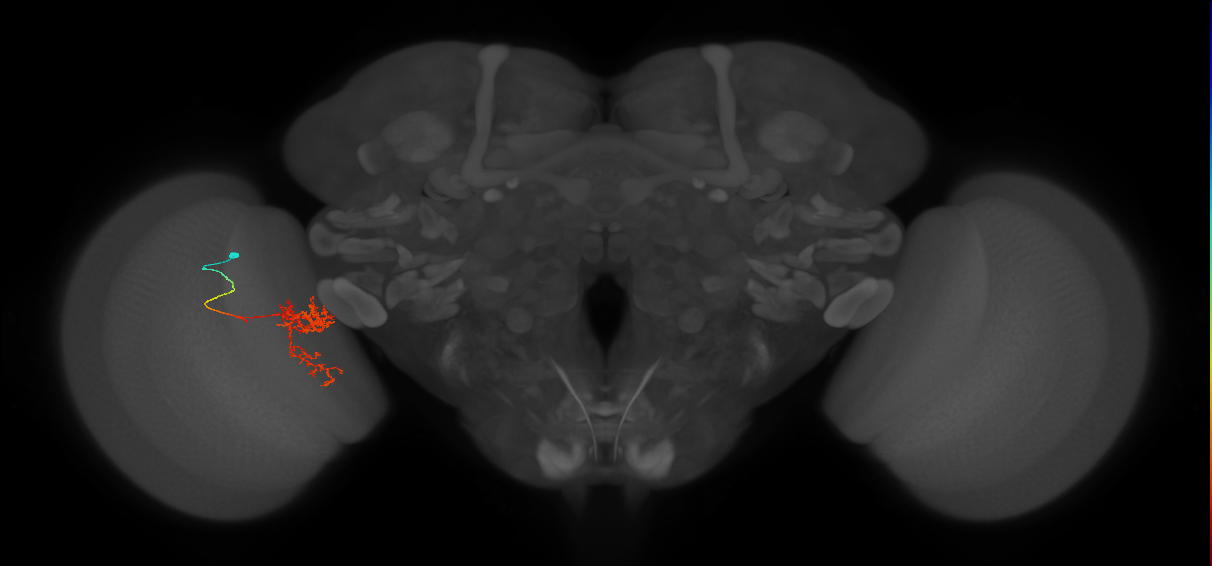 Tm24_L (MaleCNS:517477)