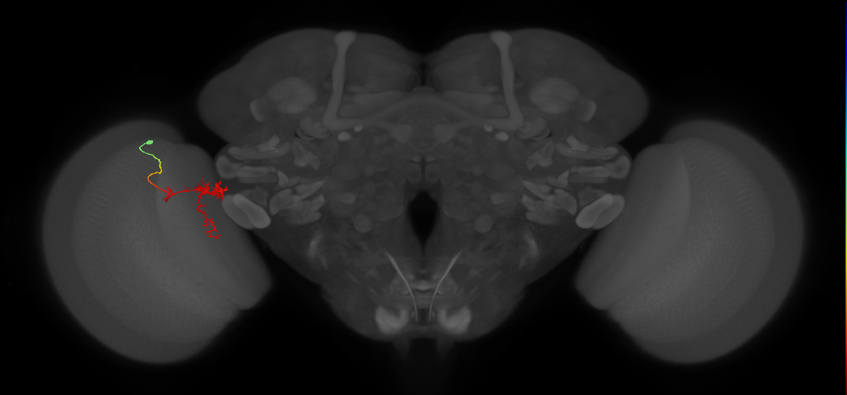 Tm24_L (MaleCNS:78008)