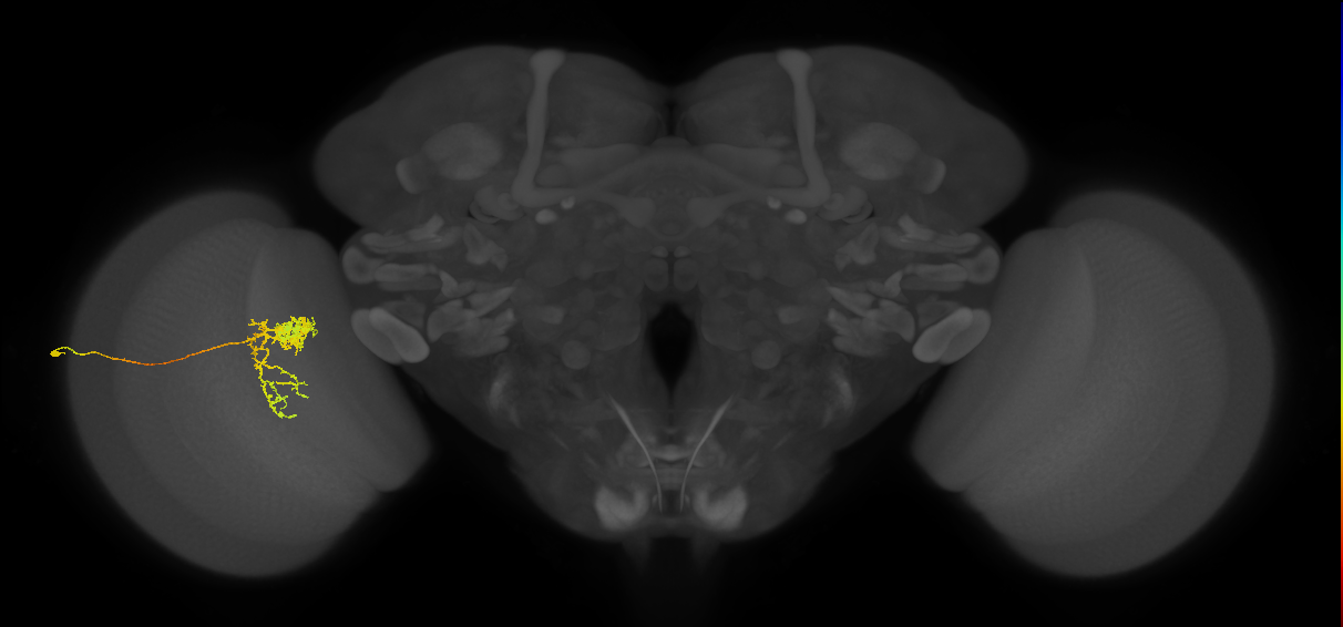 Tm24_L (MaleCNS:43413)