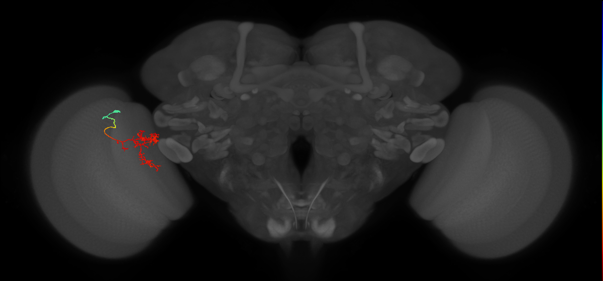 Tm24_L (MaleCNS:90526)