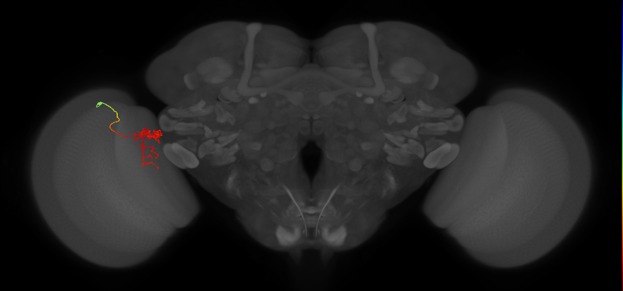 Tm24_L (MaleCNS:84129)