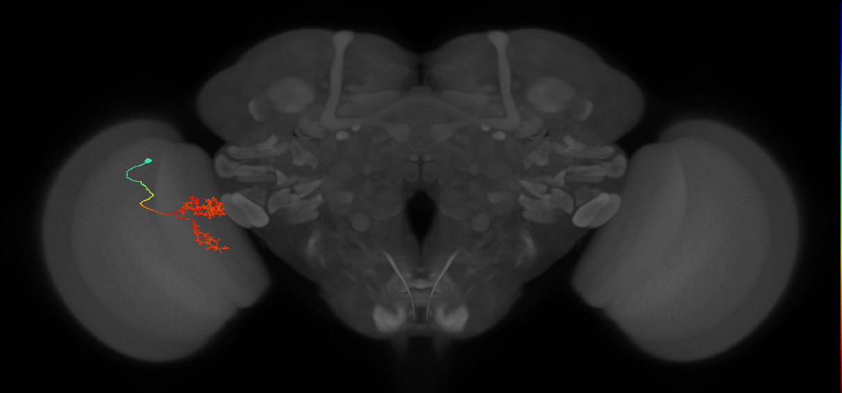 Tm24_L (MaleCNS:66177)