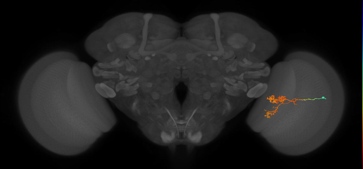 Tm24_R (MaleCNS:47376)