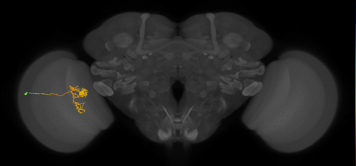 Tm24_L (MaleCNS:558427)