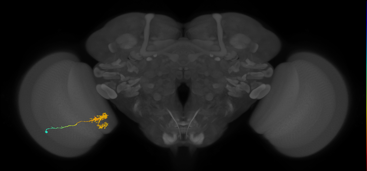 Tm24_L (MaleCNS:517073)