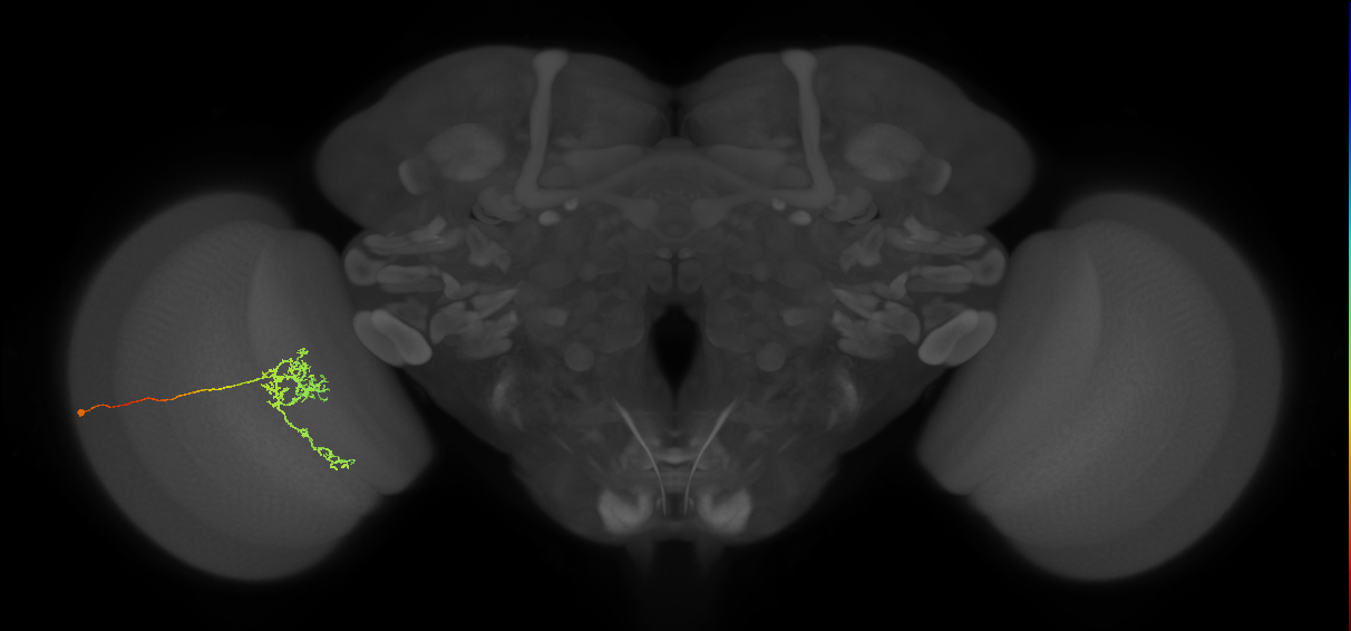 Tm24_L (MaleCNS:169670)