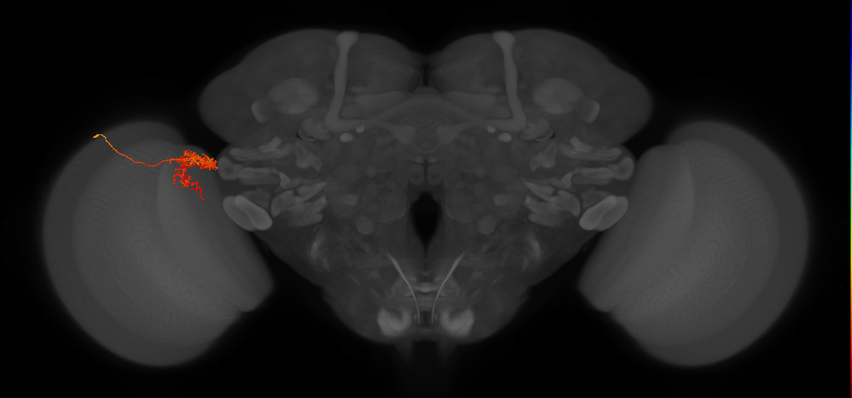 Tm24_L (MaleCNS:28023)
