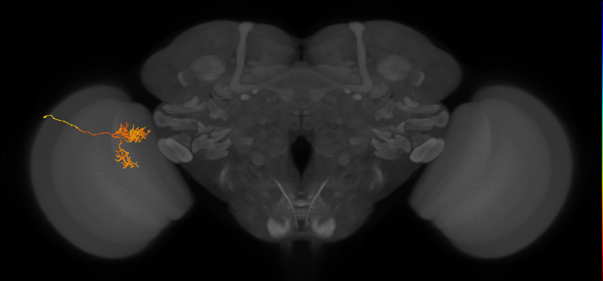 Tm24_L (MaleCNS:537179)