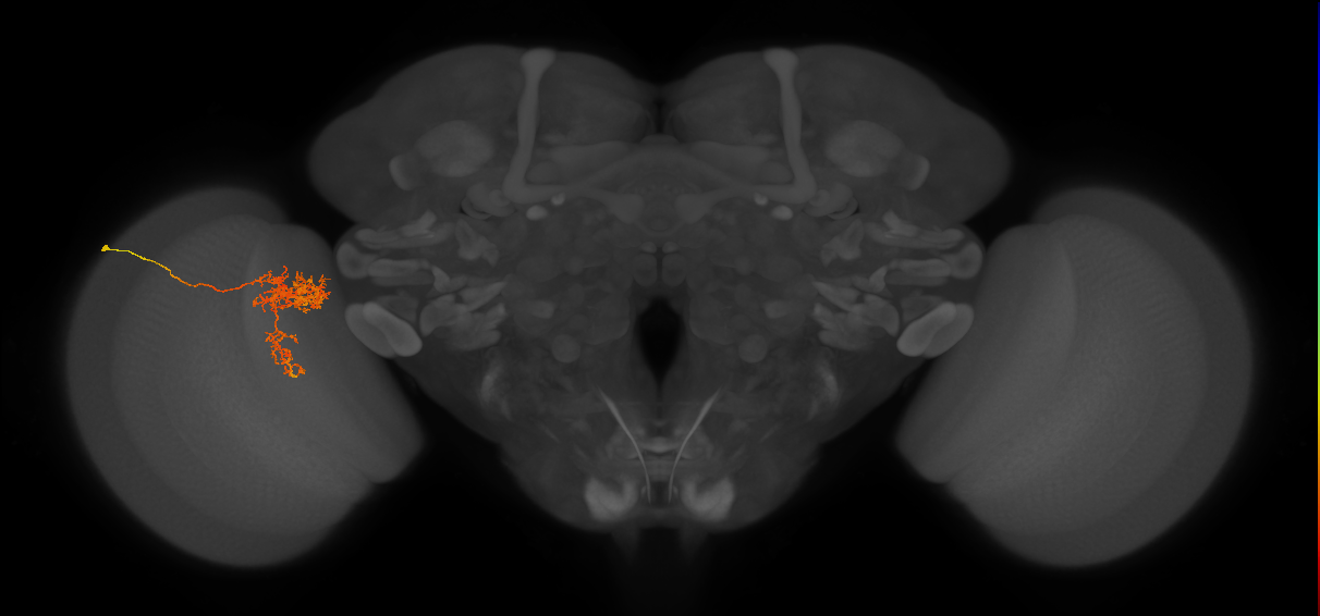 Tm24_L (MaleCNS:17003)