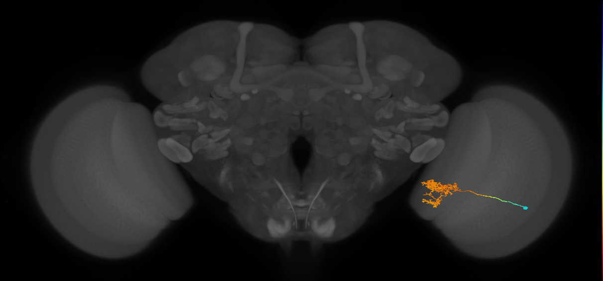 Tm24_R (MaleCNS:42398)