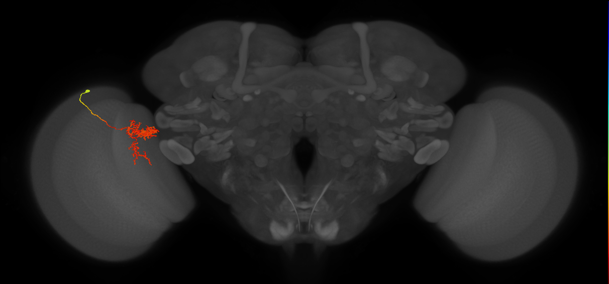 Tm24_L (MaleCNS:50908)