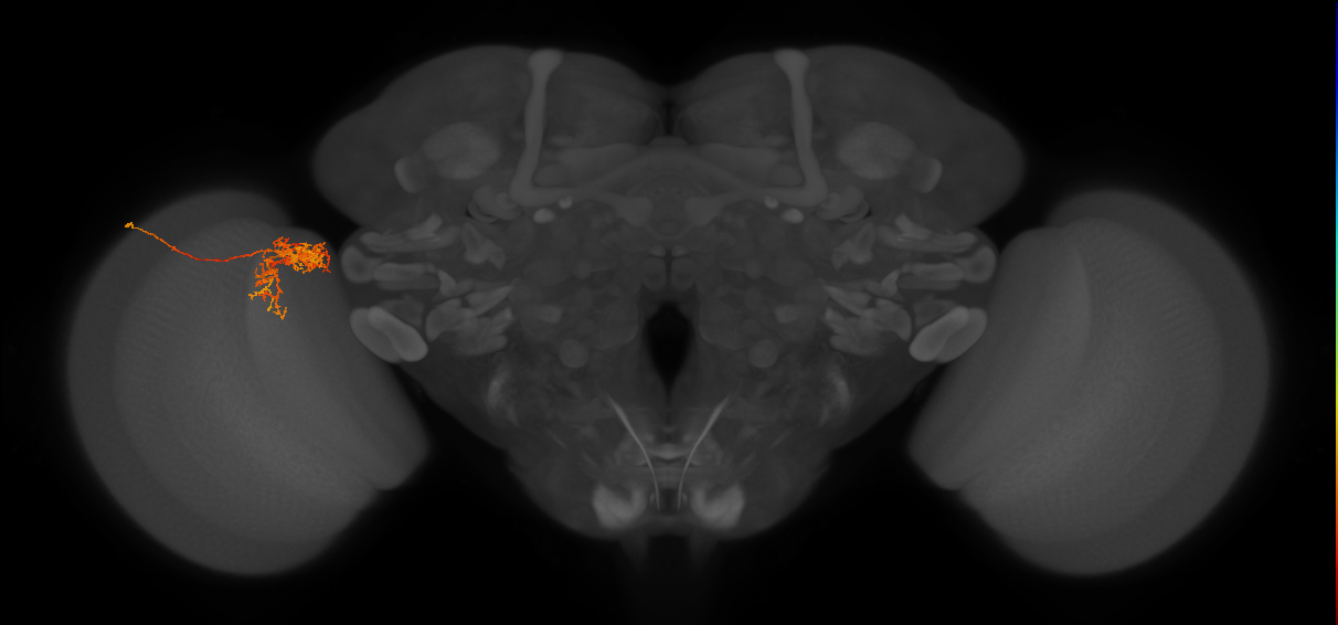 Tm24_L (MaleCNS:44891)
