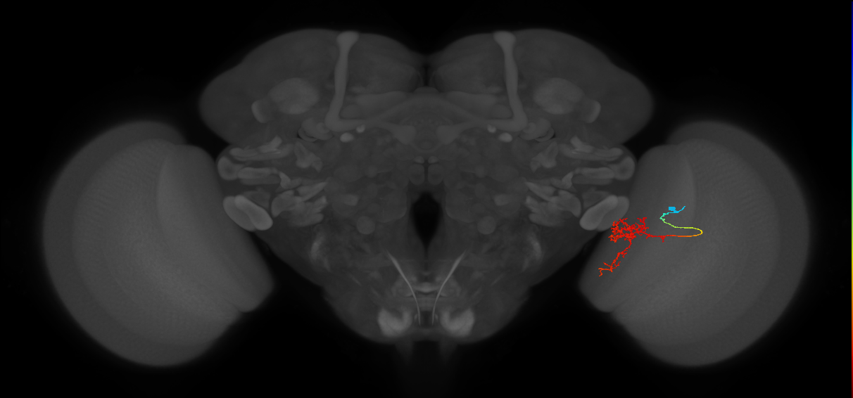 Tm24_R (MaleCNS:69366)