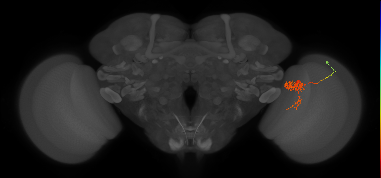 Tm24_R (MaleCNS:48867)