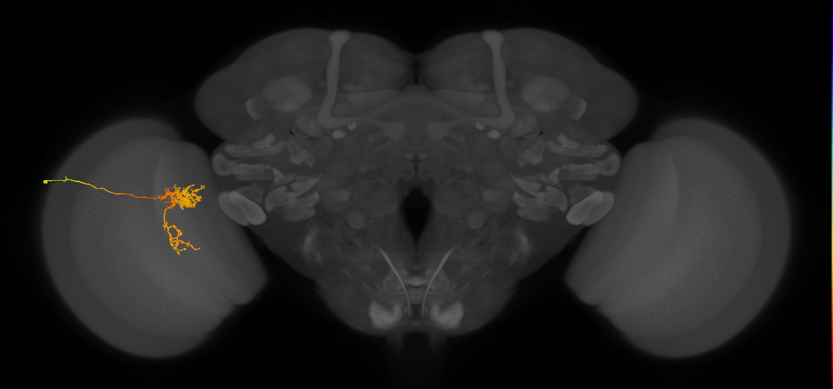 Tm24_L (MaleCNS:542152)