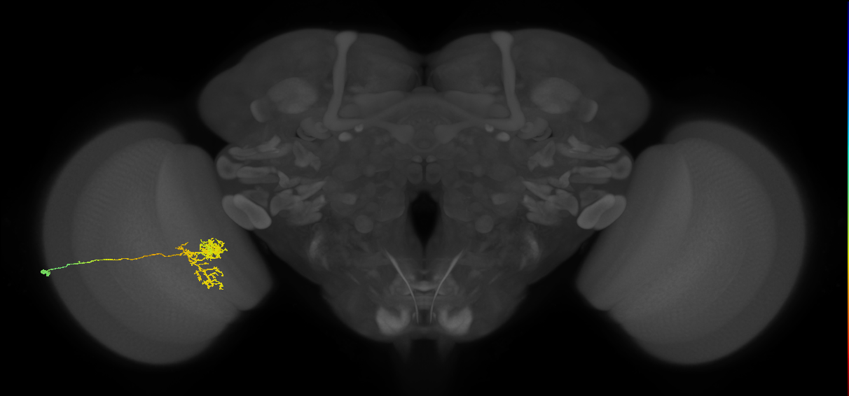 Tm24_L (MaleCNS:24191)