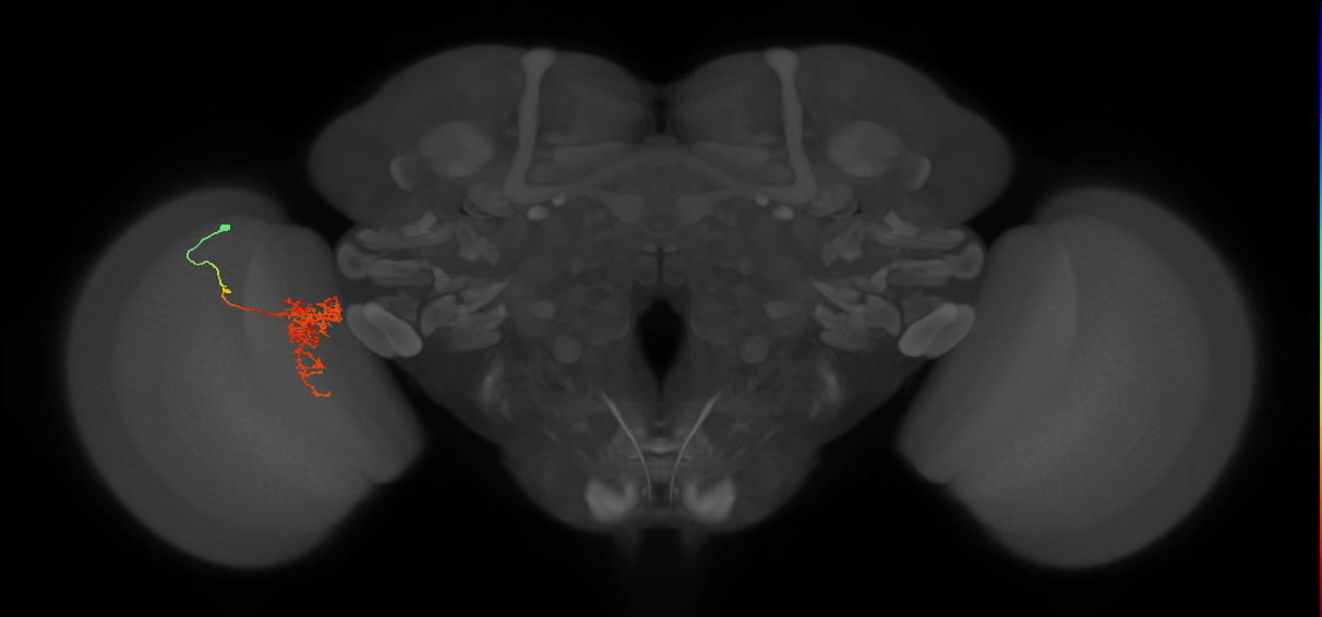 Tm24_L (MaleCNS:173181)