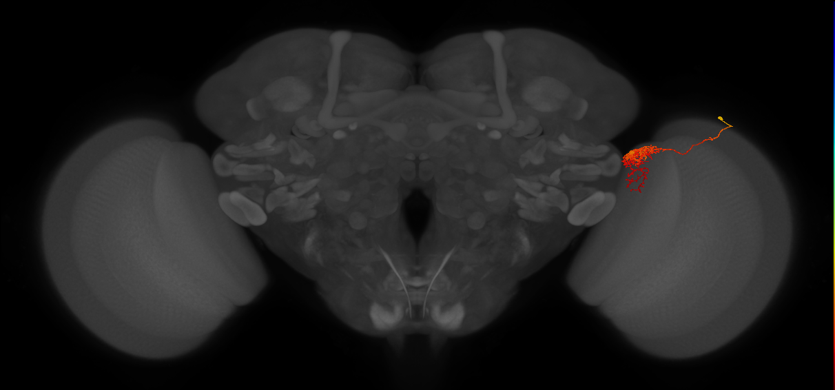 Tm24_R (MaleCNS:69786)