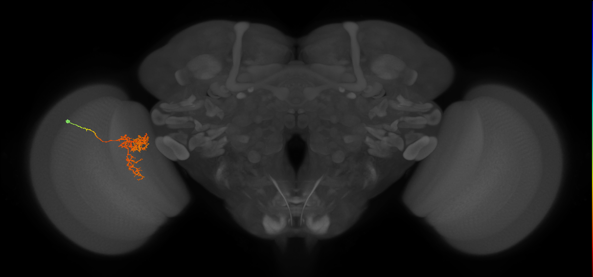Tm24_L (MaleCNS:521623)