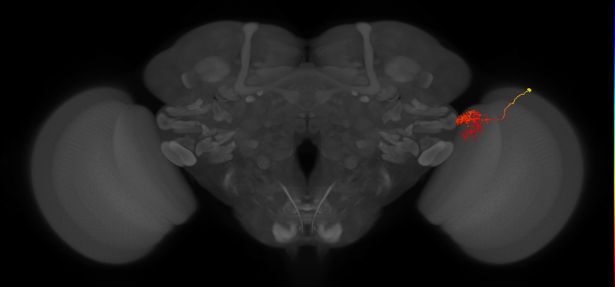Tm24_R (MaleCNS:60050)