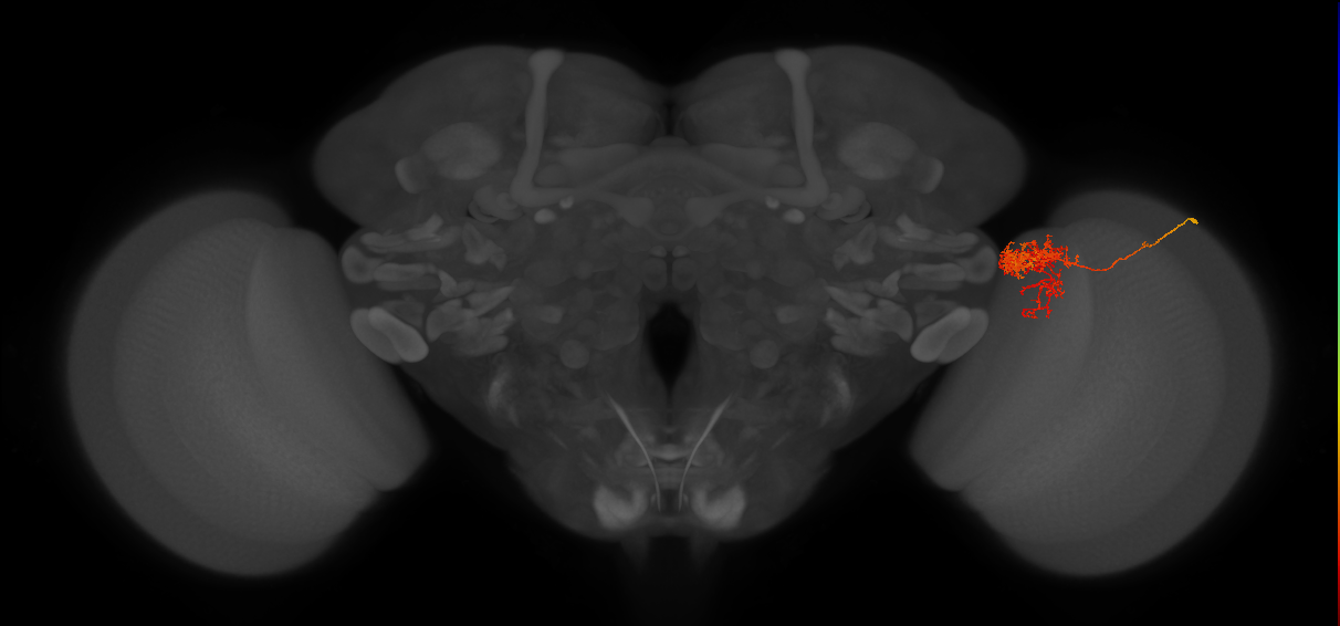 Tm24_R (MaleCNS:53369)