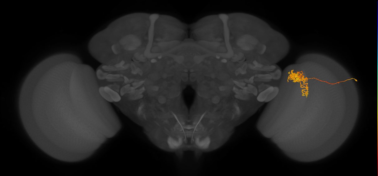 Tm24_R (MaleCNS:43411)