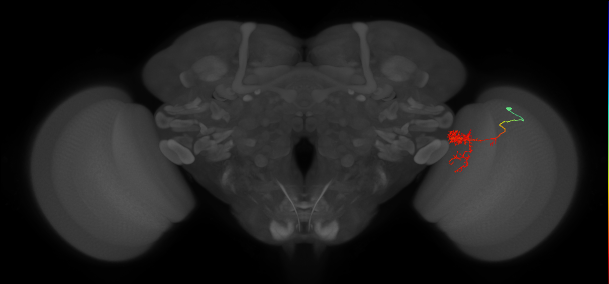 Tm24_R (MaleCNS:54794)