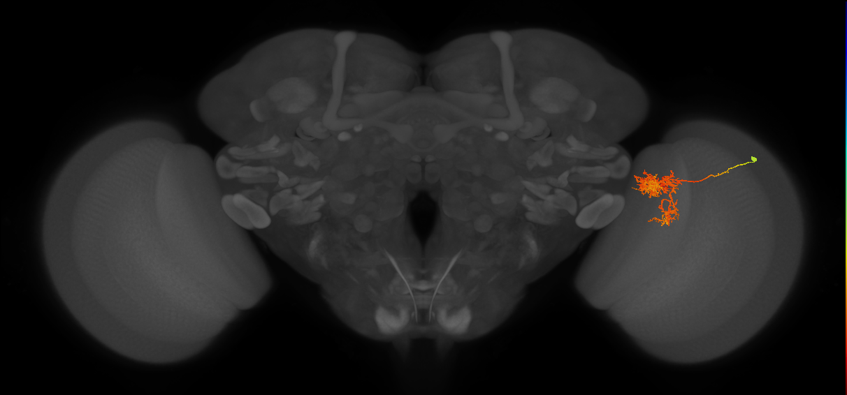 Tm24_R (MaleCNS:37421)